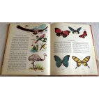 Amérique du Sud - Encyclopédie en couleurs Hachette